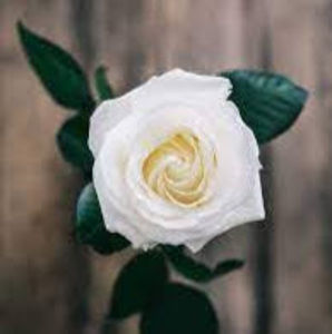 Meet your Posher, Sophia